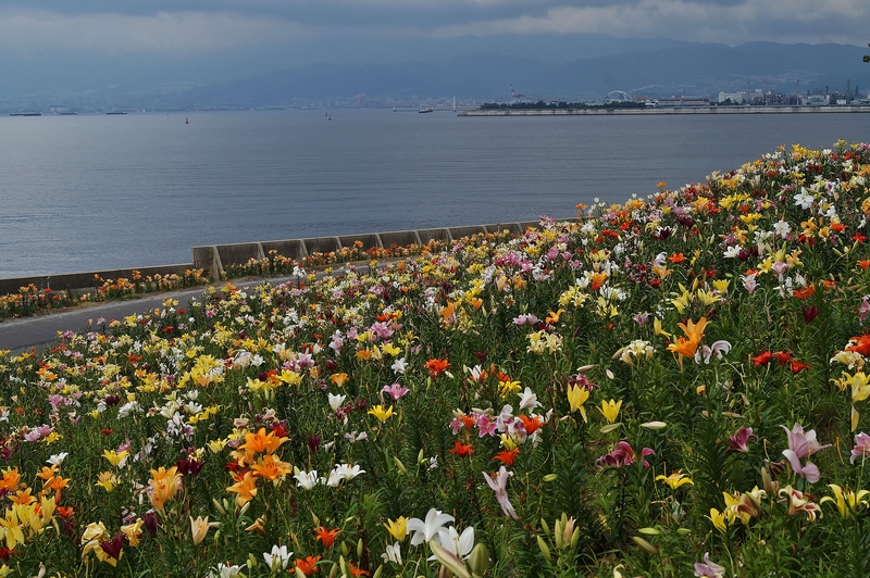 海とユリの競演 大阪舞洲ゆり園 たんぶーらんの戯言 海とユリの競演 大阪舞洲ゆり園 たんぶーらんの戯言