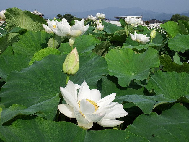 レンコンの花 緑海を彩る 阿波の国から