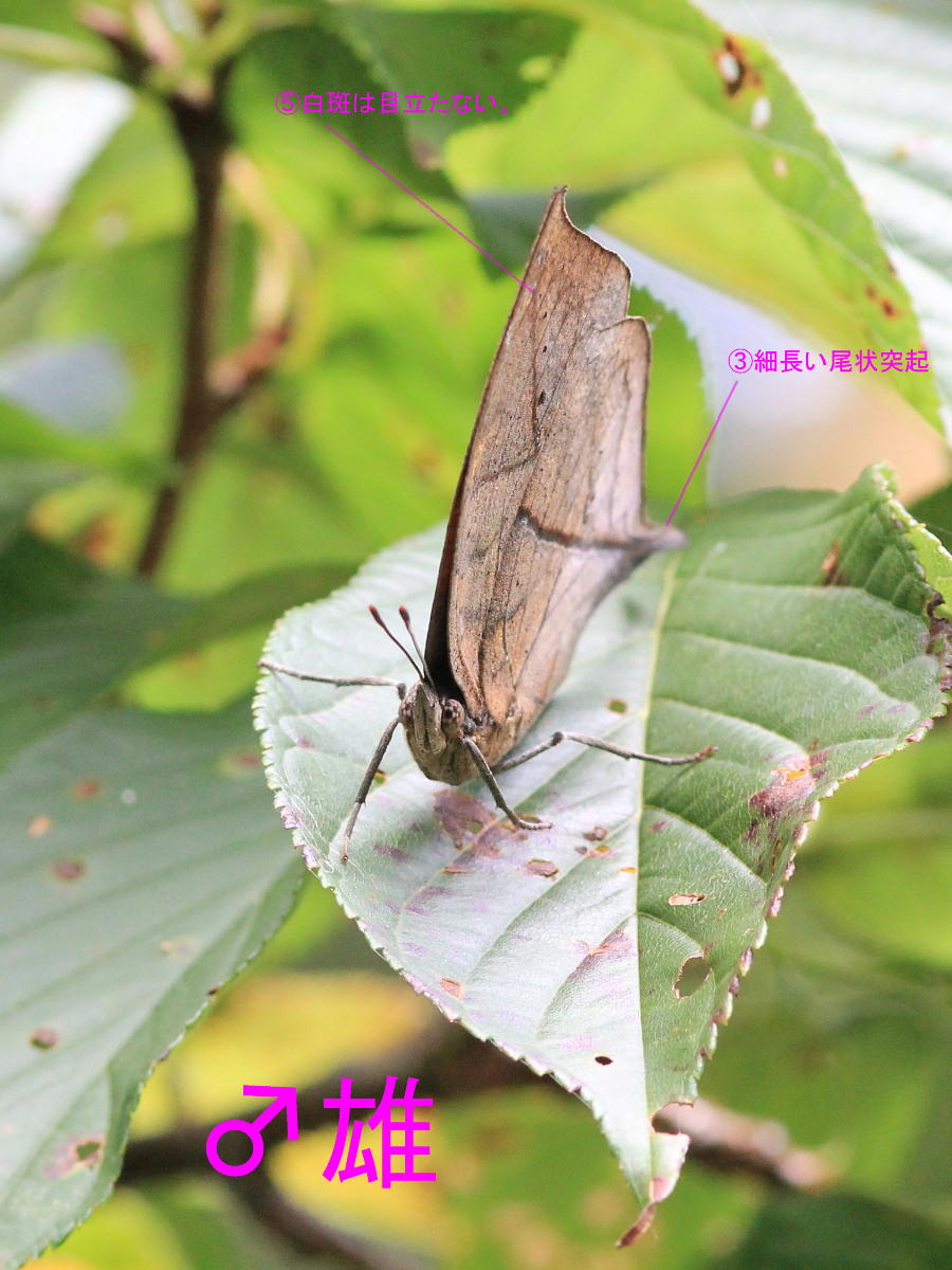 コノハチョウ（1オス、スリランカ産） 昆虫用品