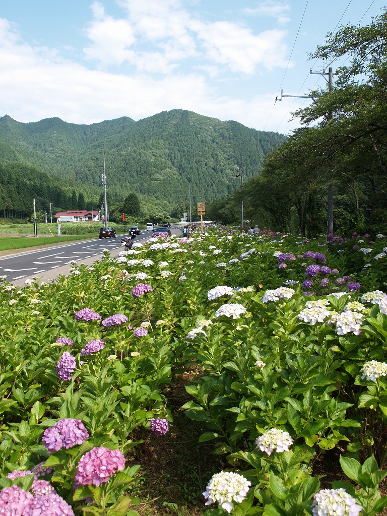 紫陽花街道 アジサイロード 自然風の自然風だより