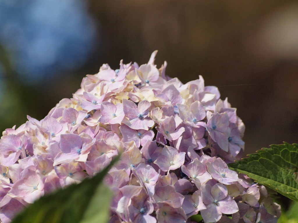 『紫陽花街道(アジサイロード)』_d0054276_20351793.jpg