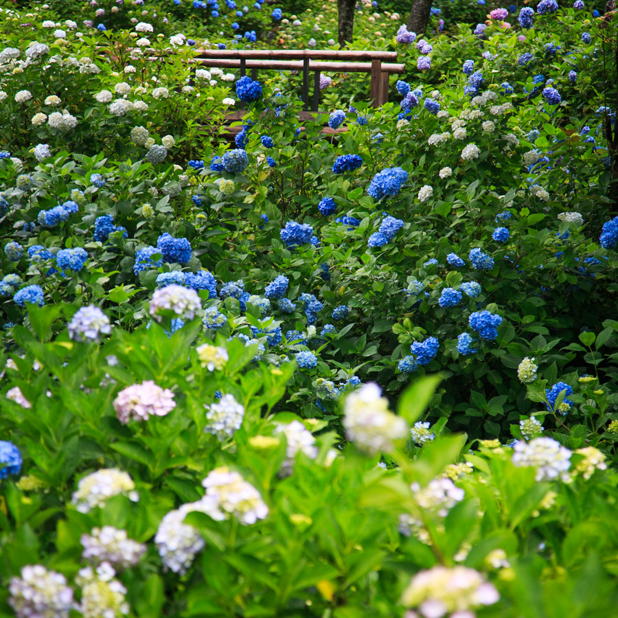 紫陽花！　～舞鶴自然文化園～_b0128581_20515712.jpg