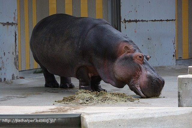 ２０１４年６月　とべ動物園　その１　お転婆砥愛ちゃん_a0052986_23333019.jpg