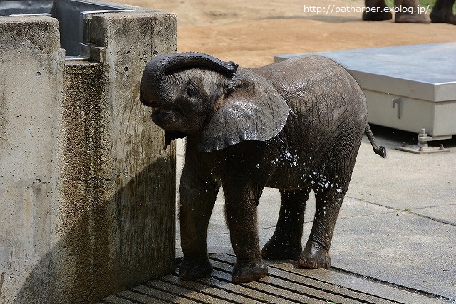 ２０１４年６月　とべ動物園　その１　お転婆砥愛ちゃん_a0052986_2344027.jpg