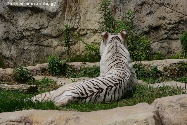 ２０１４年６月　とべ動物園　その１　お転婆砥愛ちゃん_a0052986_23582424.jpg