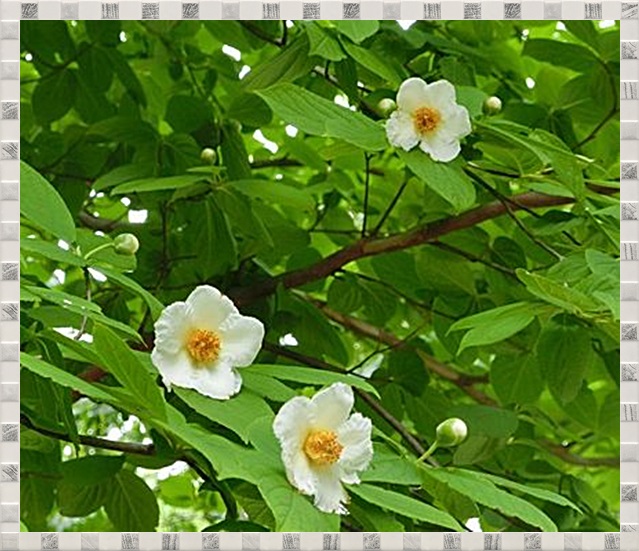 夏椿 山野草に癒されて 夏椿 山野草に癒されて