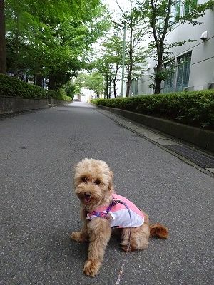 犬blogだけど猫の目なの_e0222588_17360952.jpg