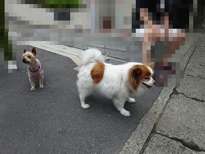 犬blogだけど猫の目なの_e0222588_17361927.jpg