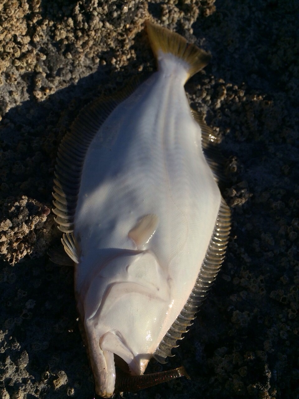 北海道 テスター佐藤さんより釣果報告！_a0097491_05475713.jpg