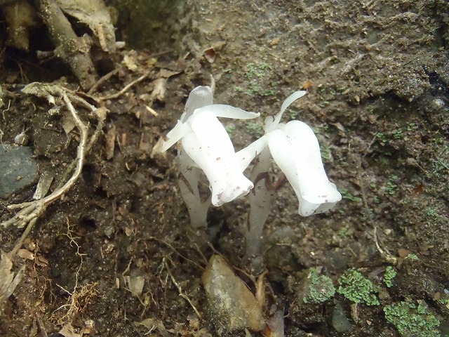 比良山縦走!(前半)_c0147398_12255189.jpg