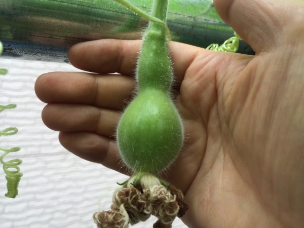 ひょうたん栽培 人工授粉と着果 幸せを探しだすこぶた