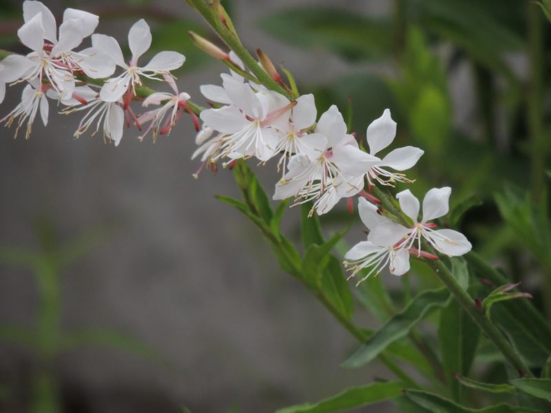 庭の草花（22回目）_b0237704_21184844.jpg