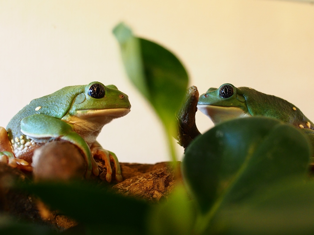 メキシコフトアマガエルは属が変わりました_c0156313_181593.jpg