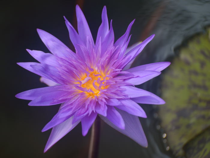 花鳥園（花＆スナップ）_d0247114_17462345.jpg