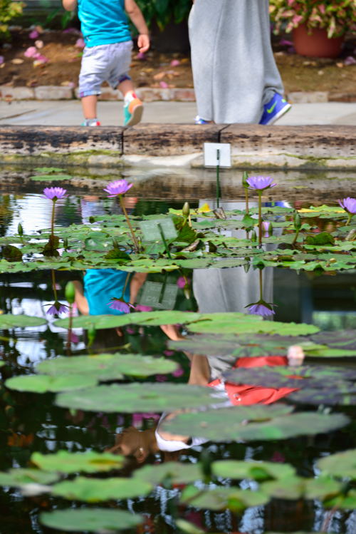 花鳥園（花＆スナップ）_d0247114_1795230.jpg