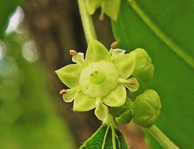 ナツメの花 樹木見て歩き