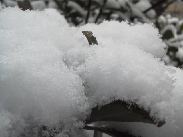 ●人生初の豪雪・・・過去に遡る日記③_a0268821_23111412.jpg