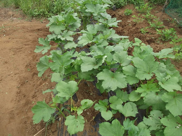 葉物野菜がない！...遅れましたが定植です。_b0137932_16374563.jpg