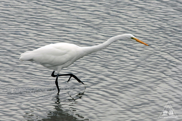385 Fisherman\'s Park ~カリフォルニアのダイサギ~_c0211532_0155317.jpg