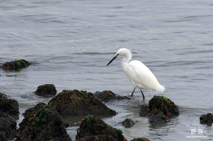 385 Fisherman\'s Park ~カリフォルニアのダイサギ~_c0211532_020449.jpg
