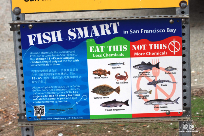 385 Fisherman\'s Park ~カリフォルニアのダイサギ~_c0211532_0324421.jpg