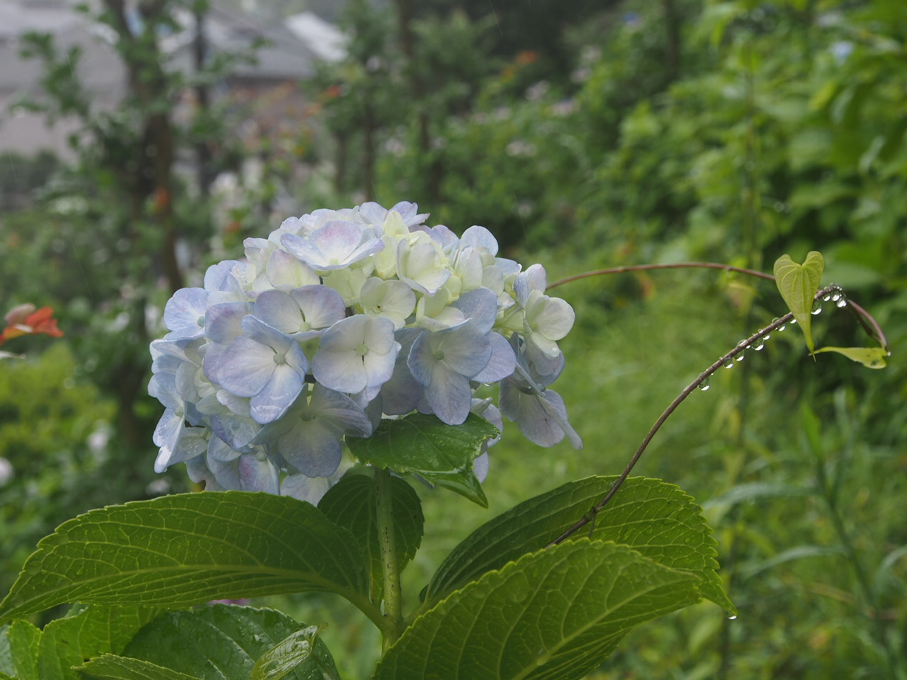 雨の日の散策は紫陽花と_f0353034_22144293.jpg