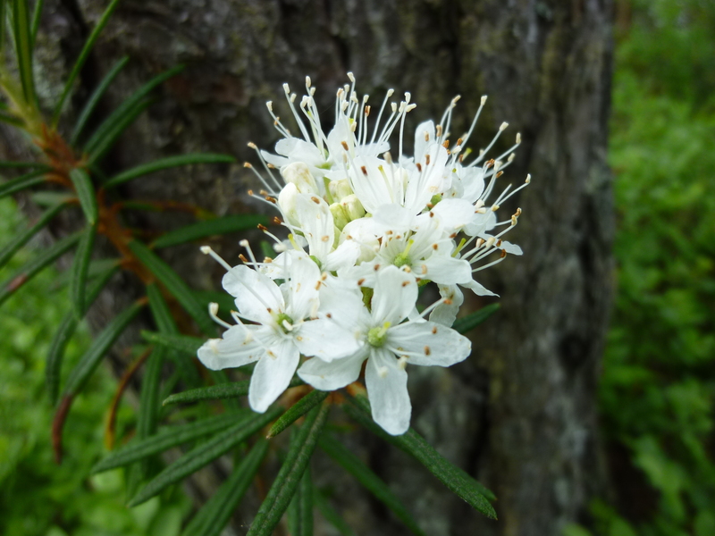 北欧の旅 ヌークシオの花 ぽつぽつ山レポ ときどき休み ところにより道草