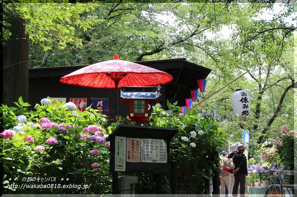 幸手権現堂堤は紫陽花祭りでした 自然のキャンバス