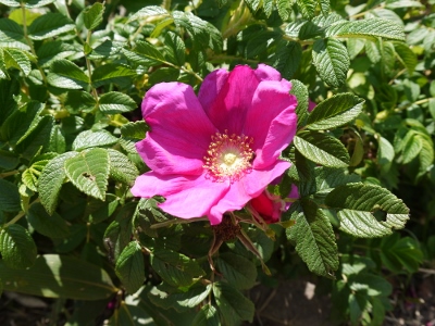 a0199247_9205484.jpg