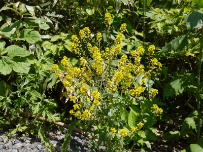 a0199247_9215934.jpg