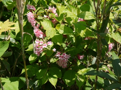 a0199247_9221556.jpg