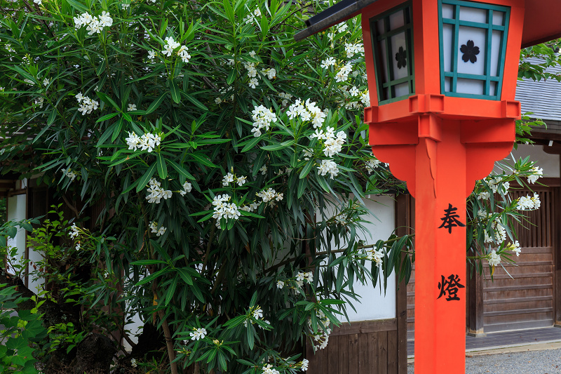 夏越祓・茅の輪くぐり（平野神社・車折神社）_f0155048_19205174.jpg