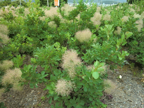 おとぎの国の花畑から_e0193051_20555053.jpg