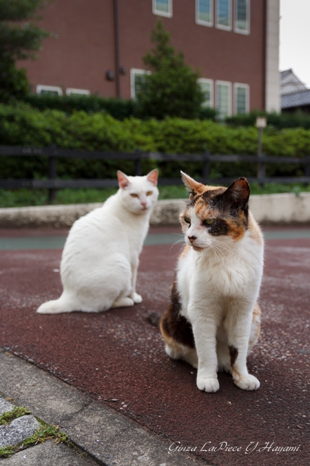 猫のいる風景 近所の三毛ちゃんシロちゃん_b0133053_12182275.jpg