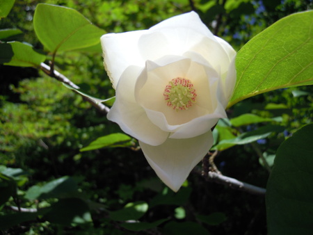 鳴子山、白口岳、オオヤマレンゲ　2014.6.29_f0356953_22103533.jpg