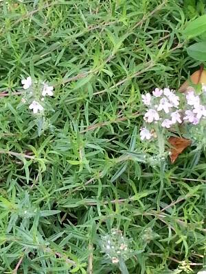 梅雨空に映えるお花達    夏至の前_d0298558_6422650.jpg