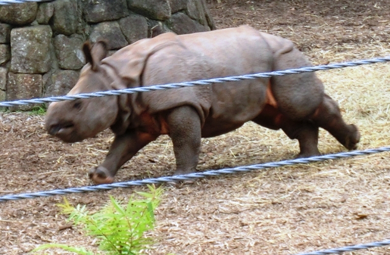 ●生後141日インドサイ赤ちゃん＠金沢動物園2014.06.21_e0266067_17322187.jpg