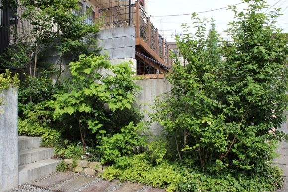 6月の花_c0310571_17020574.jpg