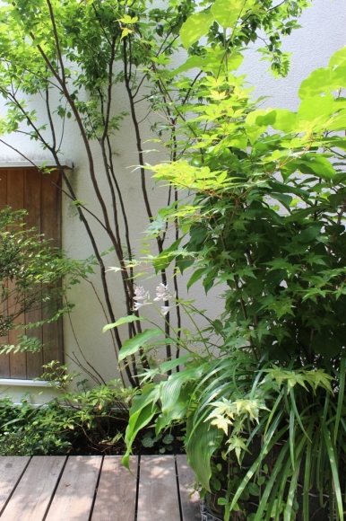 6月の花_c0310571_17044207.jpg