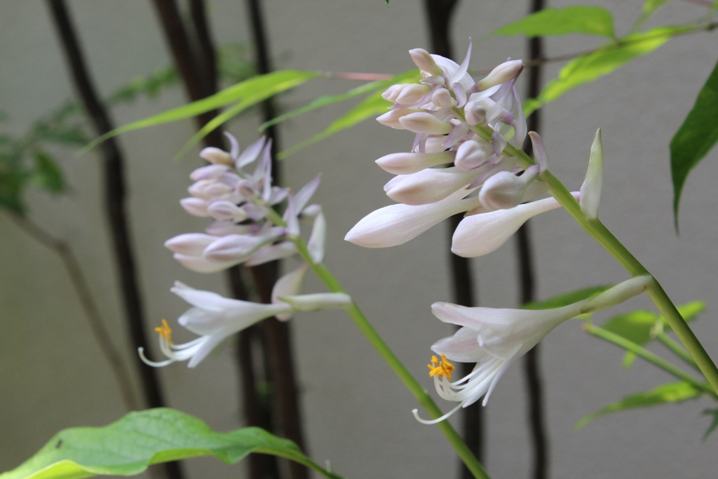 6月の花_c0310571_17050681.jpg