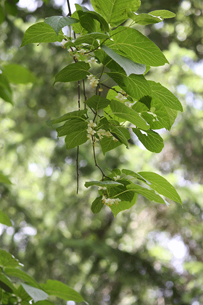 f0101174_11453335.gif
