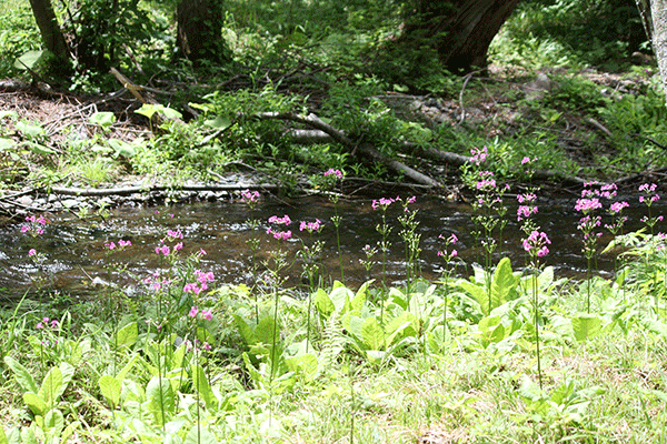 f0101174_11454414.gif