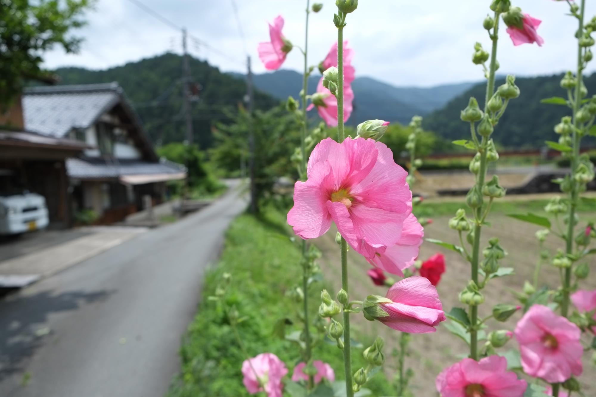 美味いものを食べに行こう！①〜京都美山サイクリング編〜_c0177576_16182776.jpg