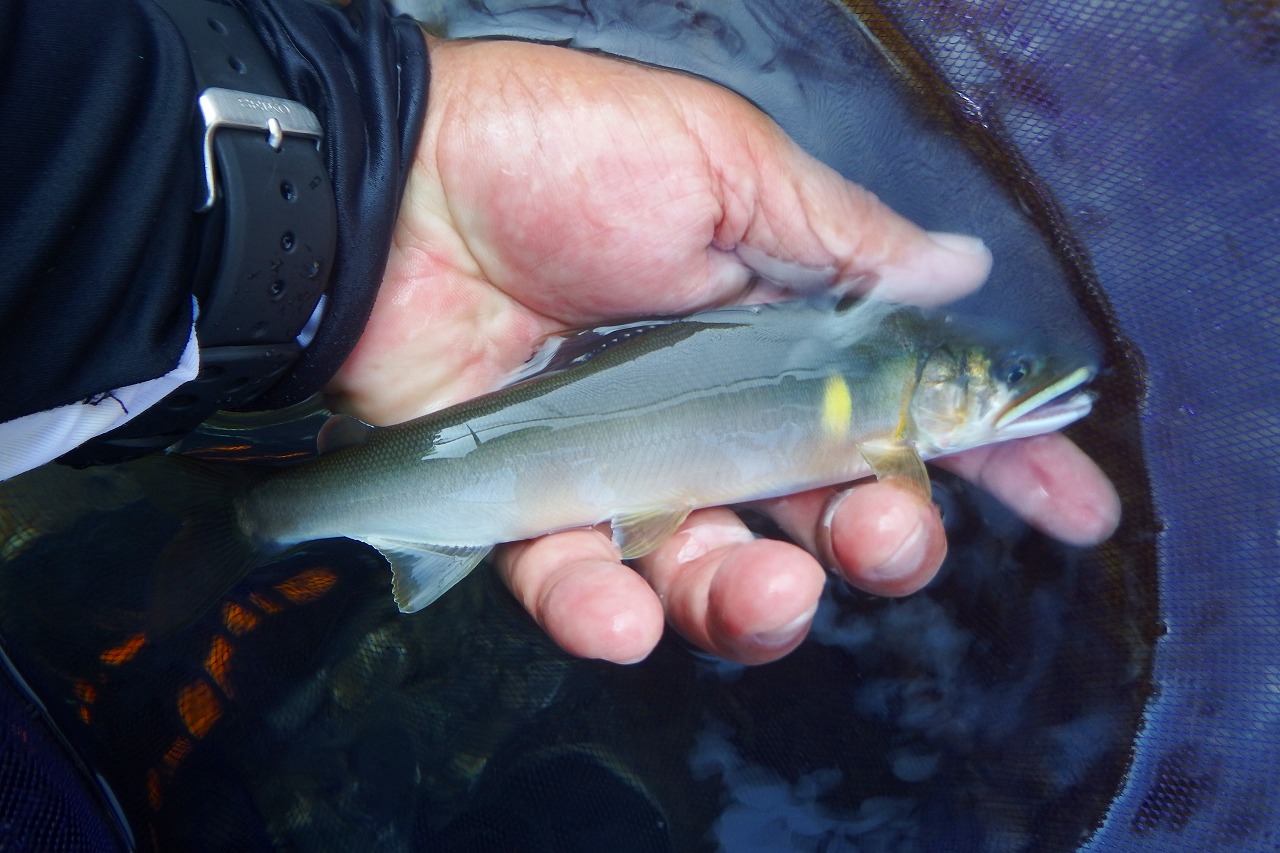 c0176183_11471570.jpg