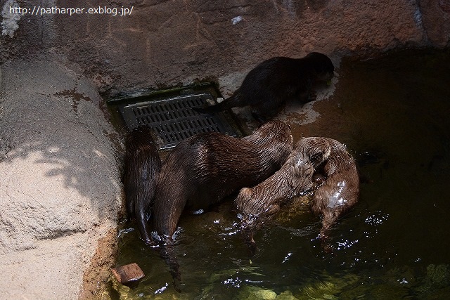 ２０１４年６月　とべ動物園　その１　お転婆砥愛ちゃん_a0052986_0102846.jpg