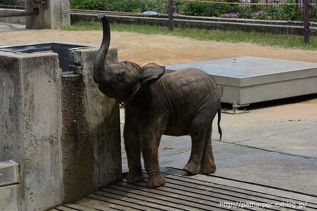 ２０１４年６月　とべ動物園　その１　お転婆砥愛ちゃん_a0052986_0171649.jpg