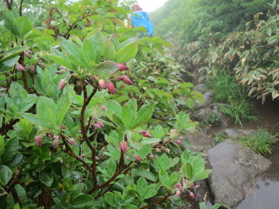 東北山行①　焼石岳（1547.9m　岩手県）_a0104890_22463765.jpg