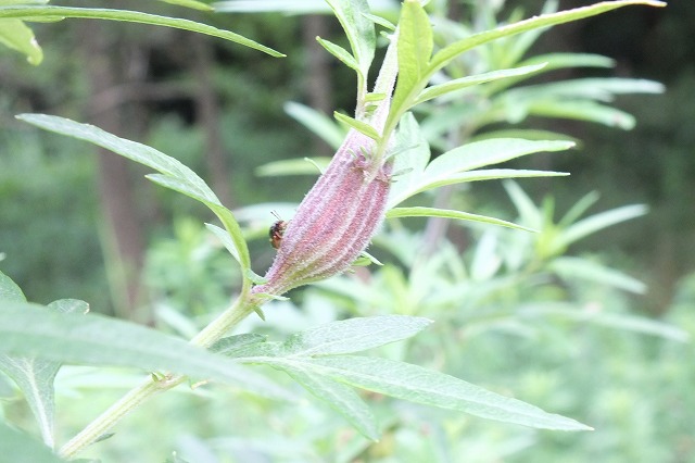 e0070891_18185659.jpg