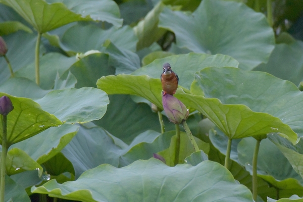 今季初ハスカワセミ_b0024798_504640.jpg