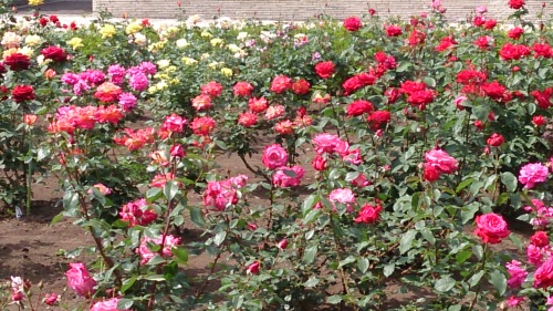 f0310599_08004497.jpg